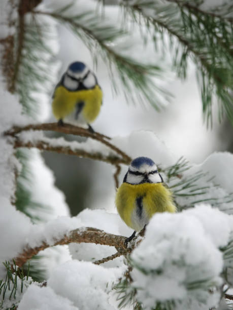istock Eurasian blue tit (Cyanistes caeruleus), small passerine bird. 1445448161