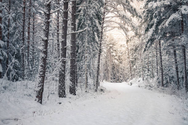 istock Snow covered road in winter forest landscape 1445448242