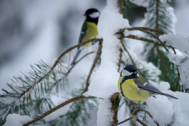 istock Great tit (Parus major) small passerine bird 1445448291