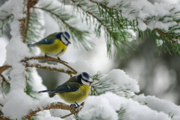 istock Eurasian blue tit (Cyanistes caeruleus), small passerine bird. 1445448355