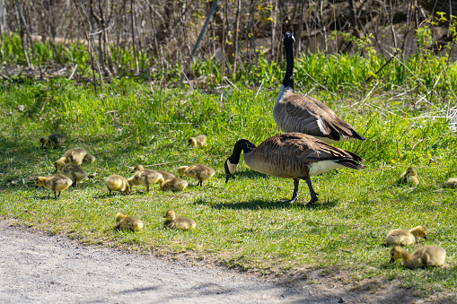 Canada goose family foraging for food in a city park along the St. Lawrence River.