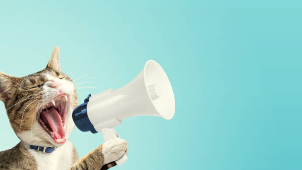 istock Cat holding megaphone. Art concept design. Minimal advertising background. 1445457149