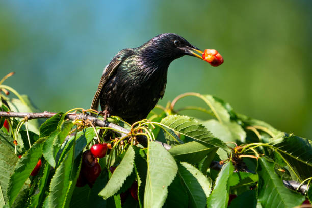 European Starling European Starling feeding in a cherry tree zoology stock pictures, royalty-free photos & images