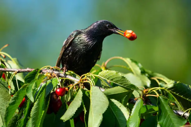 European Starling feeding in a cherry tree