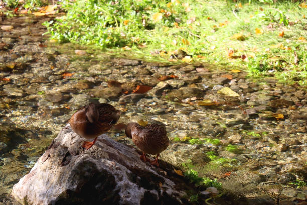 Mallard ducks in a river and colorful autumn leaves. Selective focus.