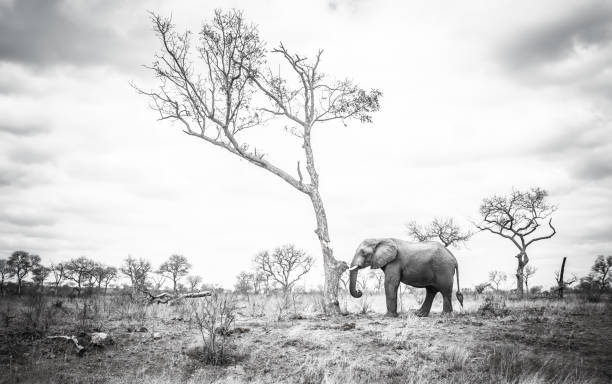 istock the lonely elephant black and white 1445458258