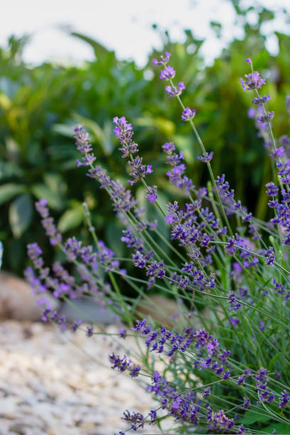 istock Lavender bush in the summer garden 1445459911