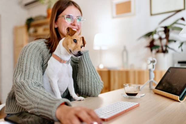 istock Young woman working from home with a Jack Russel dog. 1445460476