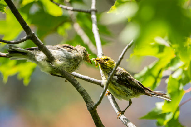 istock Black-throated Green Warbler 1445460538