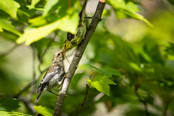 istock Black-throated Green Warbler 1445460719