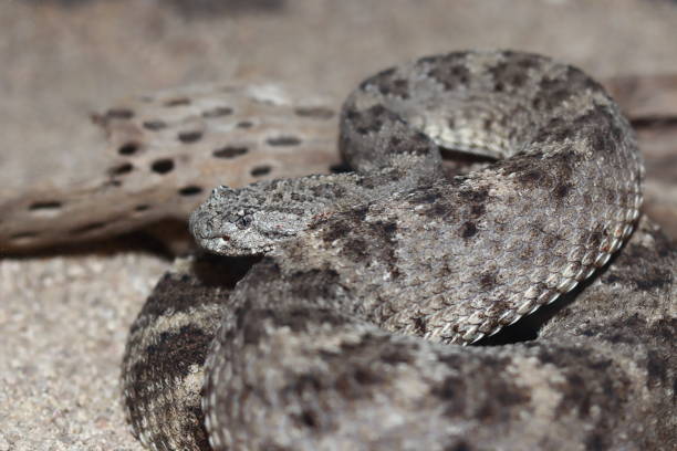 istock A rattlesnake with its body rolled up 1445463295