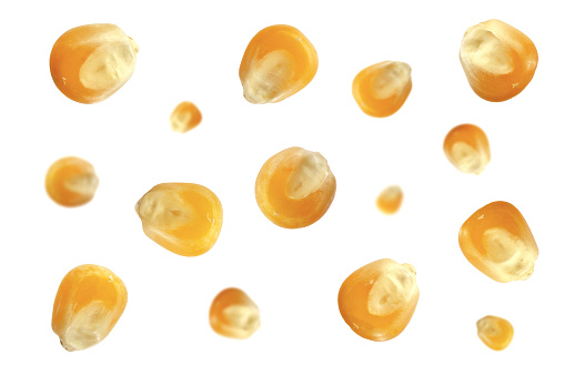 Falling corn seeds isolated on white background, clipping path. Yellow corn seeds isolated on white background, pattern. Falling sweet corn grains isolated on white background