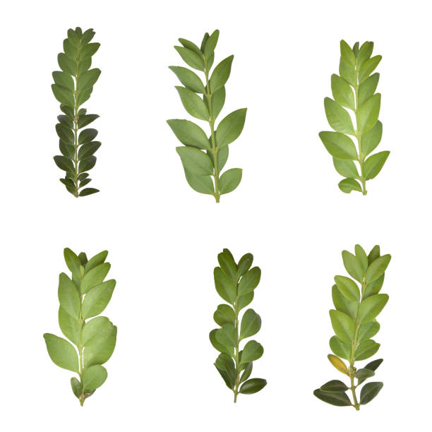 istock Withered green leaves, fallen leaves in autumn, tree leaf 1445465060