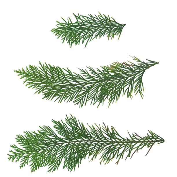 istock Pine tree leaf, isolated green leaves. Christmas decoration leaves 1445465856