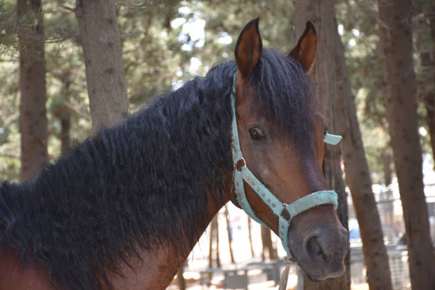 istock a healthy bright-skinned brown horse with sad eyes 1445467306