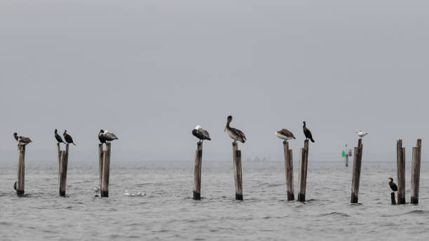 Pelicans on stilts Pelicans on stilts brown pelican stock pictures, royalty-free photos & images