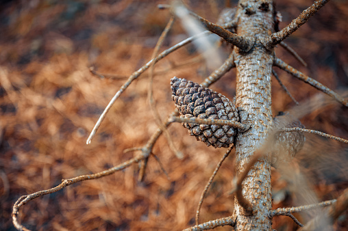 A pinecone hanging onto a branch in the forest