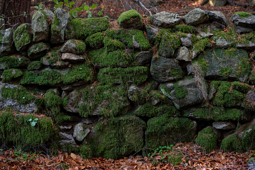 A wall with green moss and wild plants