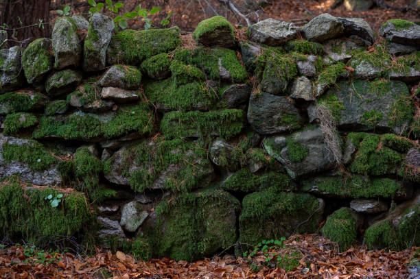 Wall with Green Moxx A wall with green moss and wild plants old stone wall stock pictures, royalty-free photos & images