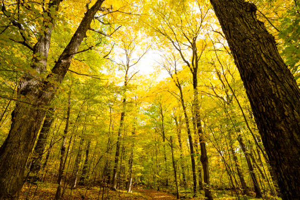 Beautiful forest with colorful autumn leaves in national park