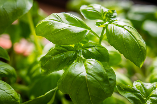 Fresh green basil plant growing in kitchen for healthy cooking, herbs and spices