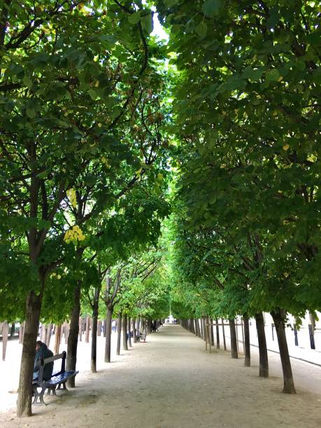 istock A line of trees in Paris. 1445474894