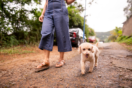 Low angle shot of a woman taking her dog for a walk on leash along a road outside in her neighborhood