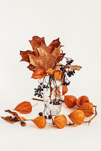 Twigs of orange physalis, wild grapes and autumn colorful leaves in glass vase on light background