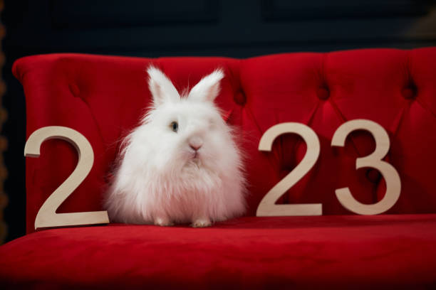 Animal, symbol of new year 2023 posing indoors. stock photo