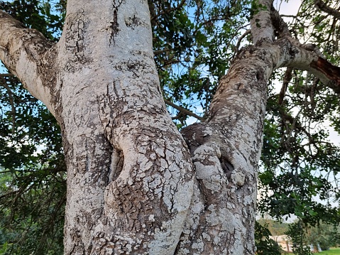 Tree bark, closeup