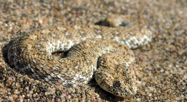 istock Namaqua dwarf adder (Bitis schneideri) is a species of venomous snake 1445480917