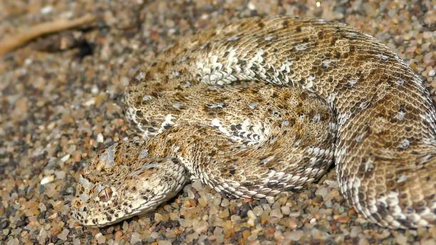 istock Namaqua dwarf adder (Bitis schneideri) is a species of venomous snake 1445480919