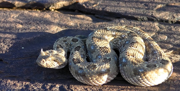 The horned adder (Bitis caudalis) is a viper species