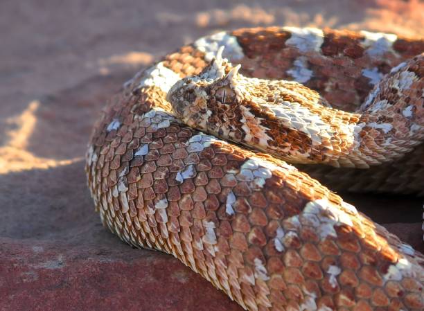 istock The horned adder (Bitis caudalis) is a viper species 1445480958