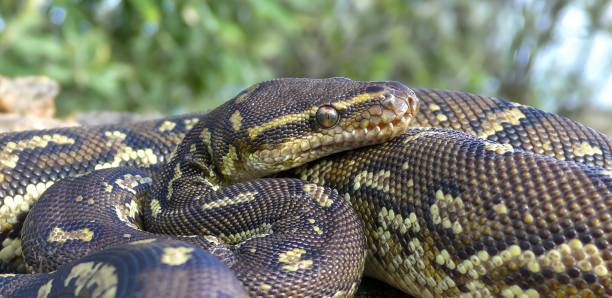 Python Sebae Isolated 320+ Python De Seba Photos Photos, taleaux et images libre de droits ...