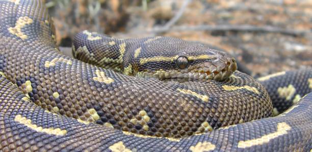 Anolan Python 40+ Angolan Python Foto Stok, Potret, & Gambar Bebas Royalti - iStock