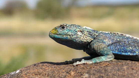 Female Galapagos Lava Lizard (Microlophus albemarlensis) is only found in South America and the Galapagos. Seven species are endemic to the Galapagos - one on each island
