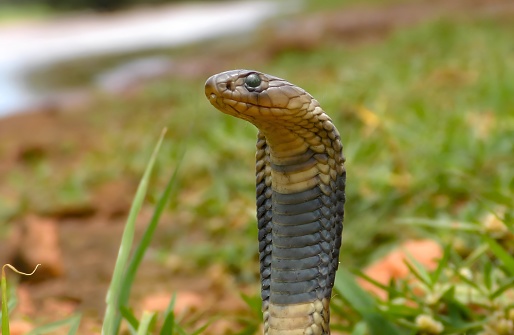 Anchieta's cobra (Naja anchietae), sometimes referred to as the Angolan cobra
