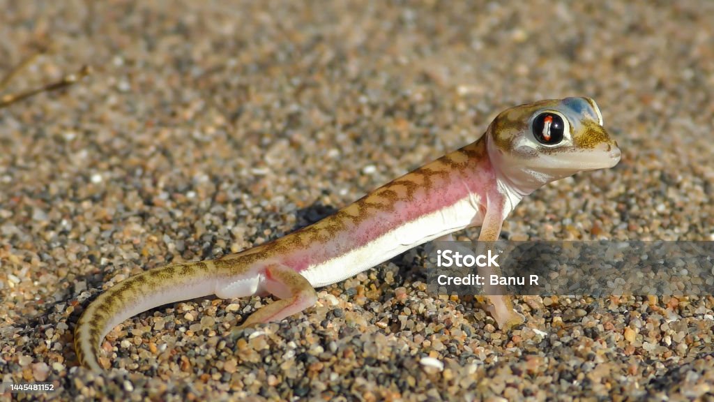 Pachydactylus Rangei The Namib Sand Gecko Or Namib Webfooted Gecko