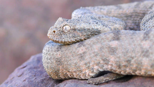 istock Desert mountain adder (Bitis xeropaga) is a venomous viper species 1445481165