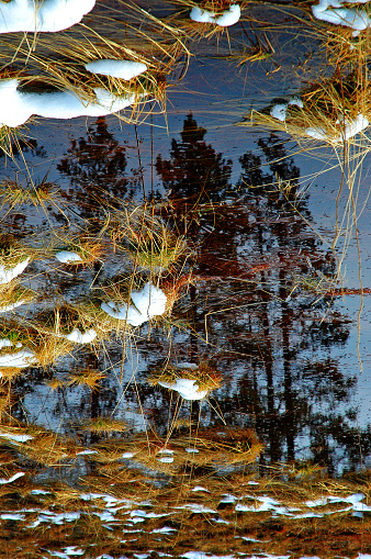 Reflection of several pine trees in water wilderness with grass