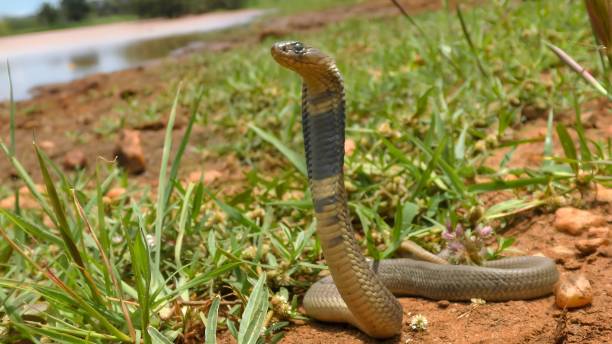 Anchieta's cobra (Naja anchietae), sometimes referred to as the Angolan cobra Anchieta's cobra (Naja anchietae), sometimes referred to as the Angolan cobra forest cobra stock pictures, royalty-free photos & images