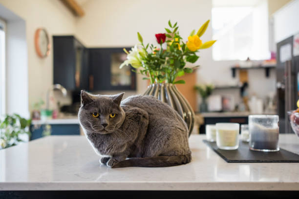 chartreux cat in the kitchen - 傳教士藍貓 個照片及圖片檔