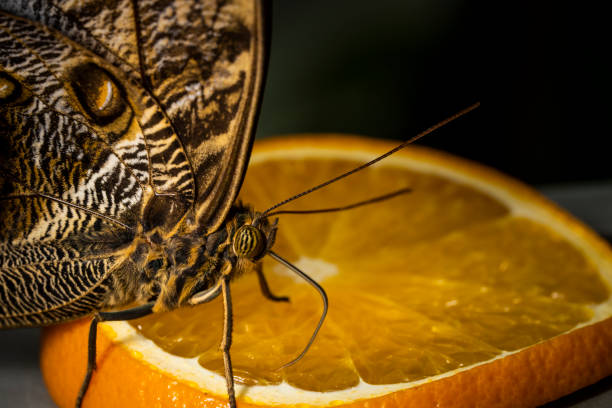 Brazilian owl butterfly feeding on an orange fruit in a vivarium.