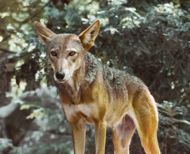 istock Leader of the Pack 1445483362