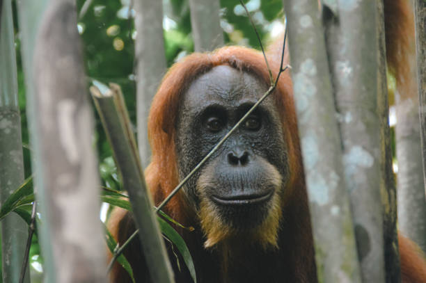 Close up to a female adult sumatran orangutan or Pongo abelii hiding among bamboo trees stock photo