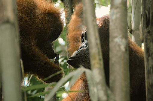 Beautiful moment between a mother and juvenile sumatran orangutan or Pongo abelii spotted among the bamboo trees in Mount Leuser National Park Bukit Lawang, Indonesia