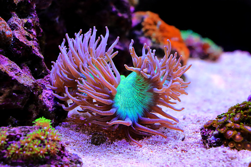 One of the best large stony corals for reef aquarium tanks, Elegance coral - Catalaphyllia jardinei