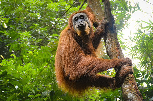 Low angle view of a female adult sumatran orangutan or Pongo abelii spotted in the wilderness of Mount Leuser National Park Bukit Lawang, Indonesia