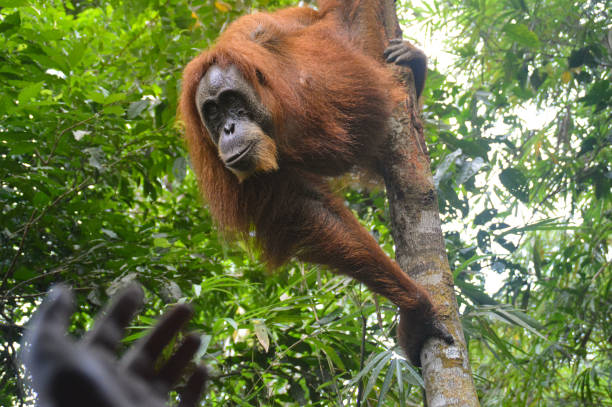 A female adult sumatran orangutan or Pongo abelii heading towards the open hands of a man stock photo